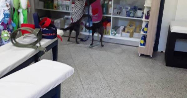La Nación / Caacupé: refugio Registro de Perros Callejeros realiza rifa para costear deuda con veterinaria
