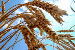 Conflicto en Ucrania: Alertan a países sobre la posible venta de grano robado por parte de Rusia - ADN Digital