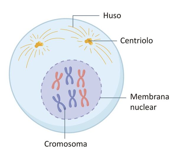 Fases de la mitosis y la citocinesis - Escolar - ABC Color