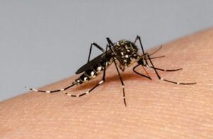 Capitán Bado es epicentro de casos de dengue en Amambay