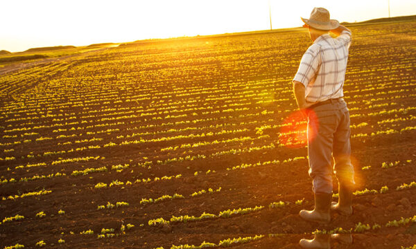 Yeso Agrícola: Beneficios y aplicaciones