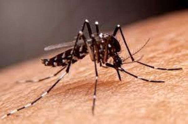 Confirman un caso de dengue en Pedro Juan