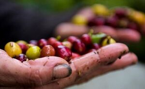 La producción de café de Colombia cae un 4 % en lo que va de año - Mundo - ABC Color