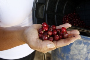 La producción de café de Colombia cae un 4 % en lo que va de año - MarketData