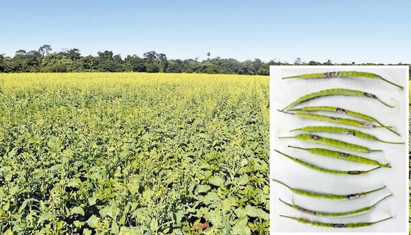 Estrategias de manejo y cuidado de la canola durante su desarrollo - Economía - ABC Color
