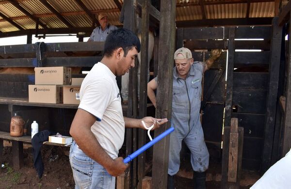 Paraguay debe acortar ciclos productivos en ganadería bovina - Economía - ABC Color