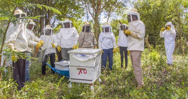 La Nación / “Bosque, comunidad y vida”, proyecto medioambiental en Guairá con impacto económico y social