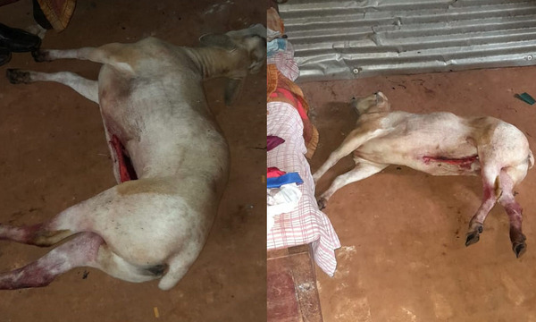 Cruce Mbutuy: Detienen a dos abigeos por robo y faena de oveja - OviedoPress