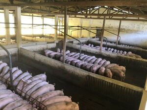 Trazabilidad en el sector porcino ya es una realidad