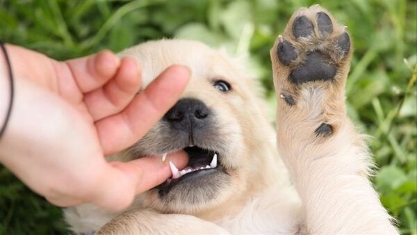 La ciencia explica por qué un perro se convierte en parte de la familia de un ser humano