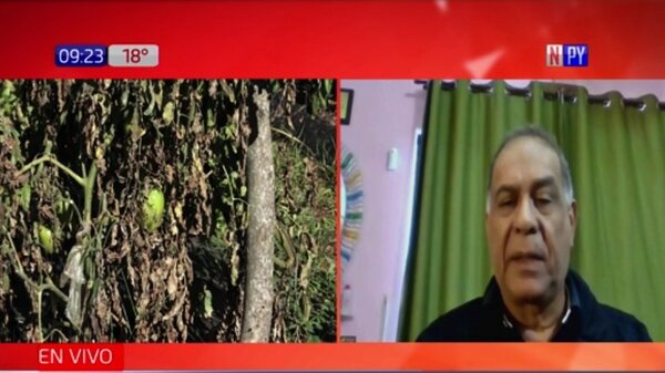 Alerta para agroproductores ante bajas temperaturas | Noticias Paraguay