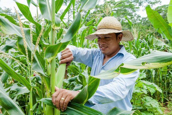 Brasil proyecta cosecha récord de granos de 263 millones de toneladas en 2022 - MarketData