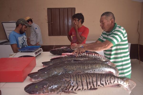 Productores del Pantanal realizarán agroferia en Filadelfia - Noticias del Chaco - ABC Color