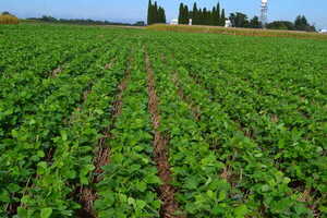 Alerta para agroproductores ante bajas temperaturas