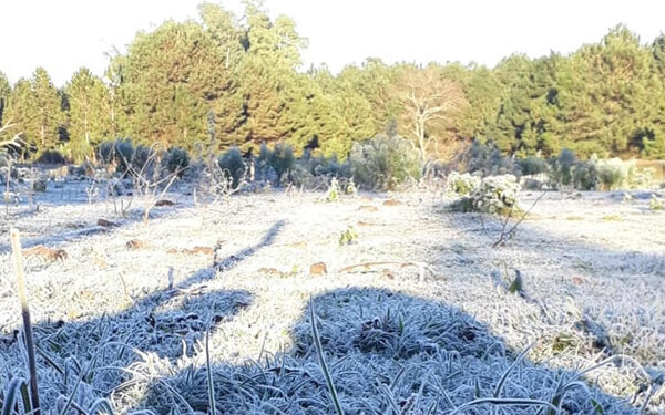 Esperan que heladas no afecten producción agrícola | 1000 Noticias