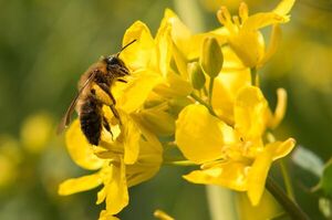 Plantas y recursos para crear un jardín que atraiga a las abejas - Estilo de vida - ABC Color