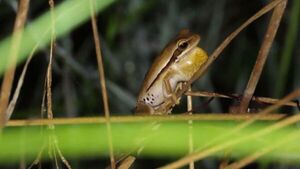 Avistan en Paraguay una especie de rana después de casi 40 años