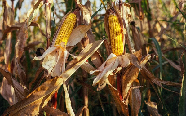 Agricultores temen que baja temperatura afecte al cultivo de maíz en Alto Paraná - La Clave