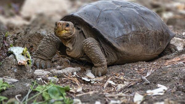 Fernanda, la tortuga gigante que confirma que su especie aún vive