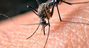 Destacan compromiso en la lucha contra la malaria