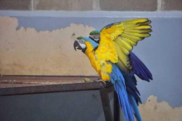 CIASI de Itaipu recibe seis ejemplares de guacamayo azul y amarillo - La Clave