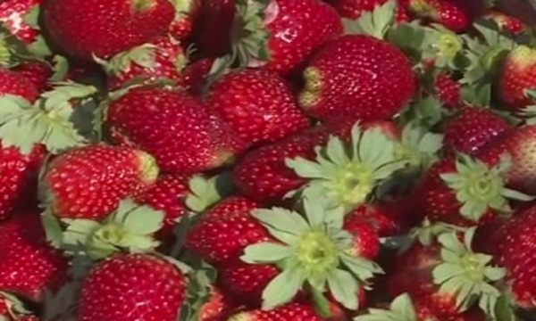 Ñanemba´éva: Frutilla ty Itauguape. - SNT