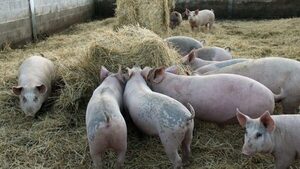 Polonia confirmó su primer caso de peste porcina africana en una granja de producción