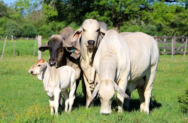 Brahman paraguayo se exhibirá ante los ojos del mundo