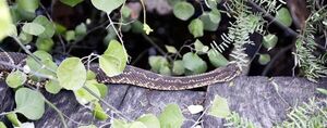 ¿Qué especies de serpientes venenosas hay en Paraguay? - Nacionales - ABC Color