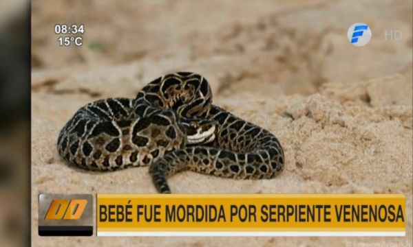Bebé fue mordida por serpiente venenosa en San Juan Nepomuceno - PARAGUAYPE.COM