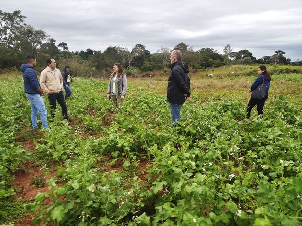Realizan charla sobre la producción del cáñamo medicinal en San Pedro - Nacionales - ABC Color