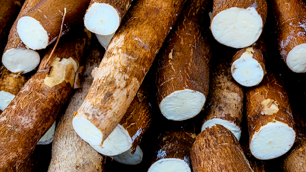 Hongos y bacterias amenazan producción nacional de mandioca