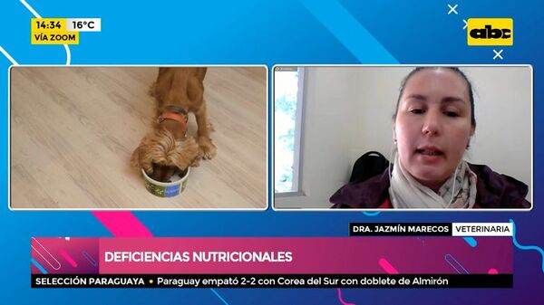 Deficiencias nutricionales en las mascotas: identificación y causas - Ensiestados - ABC Color