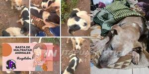 ANIMALEROS INSTAN A PROTEGER LAS MASCOTAS DEL FRÍO