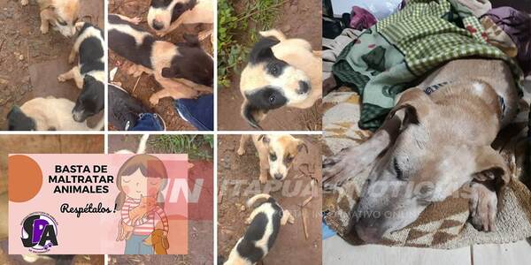 ANIMALEROS INSTAN A PROTEGER LAS MASCOTAS DEL FRÍO
