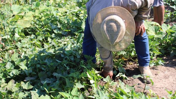 Productores del Pantanal realizarán una feria en el Chaco Central