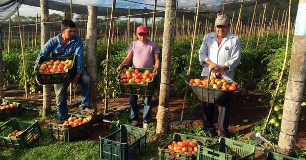 La Nación / Sugieren optar por producción escalonada de tomates para abastecer al mercado