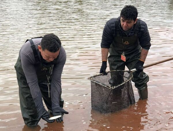 Siembran 6.000 peces en el lago Acaray - ABC en el Este - ABC Color