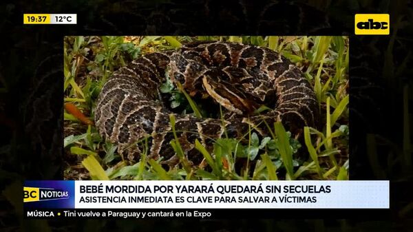 Bebé mordida por yarará quedará sin secuelas: Asistencia inmediata es clave para salvar a víctimas - ABC Noticias - ABC Color