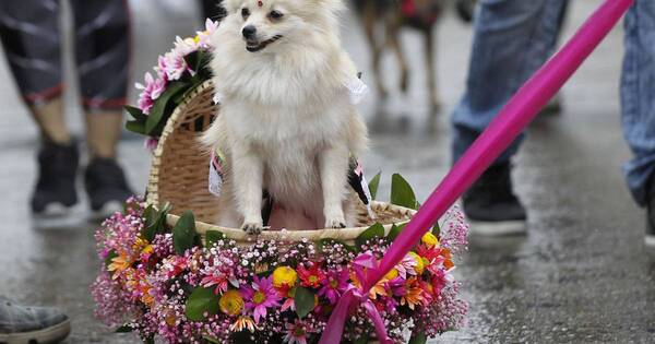 La Nación / La exposición canina más grande del mundo