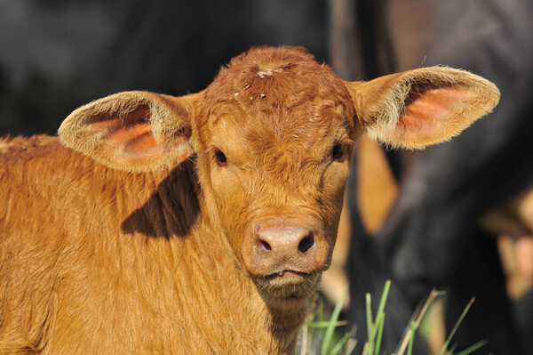 Stock bovino con más terneros pero menos desmamantes y vacas