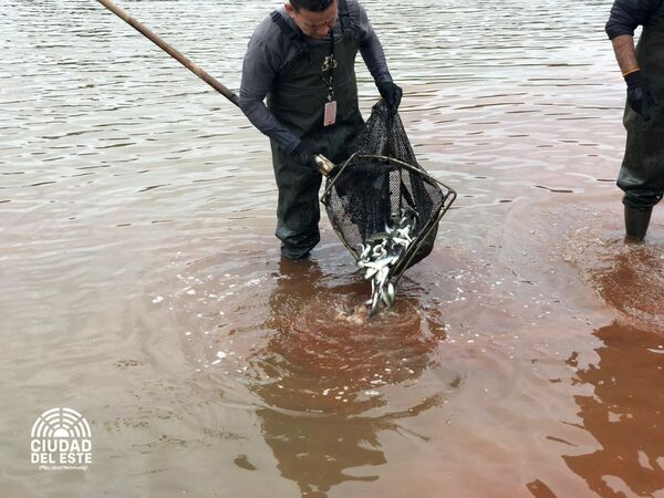 Siembran alevines en aguas del Acaray - Noticde.com