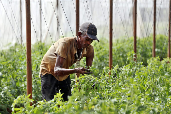 Las lluvias dañan 4.889 hectáreas de cultivos en Cuba - MarketData