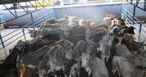 La Nación / Hato ganadero no acompaña aumento de los frigoríficos