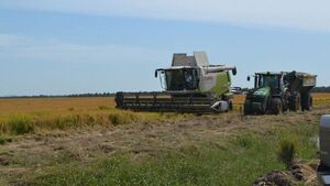 Paraguay está en el top 10 de los países que exportan arroz