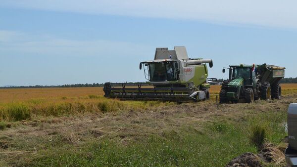 Paraguay está en el top 10 de los países que exportan  arroz