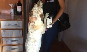 Tarado mata a balazos a perra de su vecina porque le comió sus gallinas ndaje