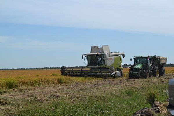 Paraguay está en el top 10 de los países que exportan arroz