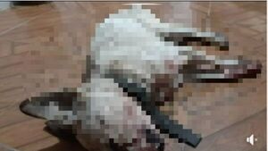Mató a balazos al perro de la vecina