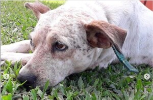 Mató a tiros a un perro porque supuestamente comió sus gallinas - Megacadena — Últimas Noticias de Paraguay